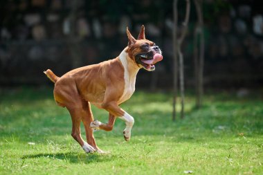 Boksör köpek koşuyor ve yeşil çimlerde zıplıyor yaz parkında yetişkin evcil hayvanıyla yürüyor komik, kısa saçlı boksör köpek cins. Boxer yetişkin köpek tam boy portre, kahverengi beyaz önlük rengi