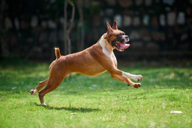 Boksör köpek koşuyor ve yeşil çimlerde zıplıyor yaz parkında yetişkin evcil hayvanıyla yürüyor komik, kısa saçlı boksör köpek cins. Boxer yetişkin köpek tam boy portre, kahverengi beyaz önlük rengi