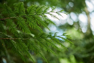 Batı kırmızı sedir ağacı yaprağı yeşil bokeh ormanlarının arka planına yakın, güzel yeşil kozalaklı ağaç halk parkında. Batı Redcedar şubesi kopyalama alanı arka planı Pasifik devi sedir ağacı