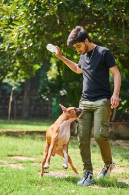 Genç Hintli adam boksör köpeğiyle oynuyor halka açık parkta yeşil yaz çimlerinde, açık alanda güneşli çayırlarda köpek eğitimi alıyor. Hintli evcil hayvan sahibi, boksör köpeği eğitiyor, evcil hayvan eğitimi alıyor.
