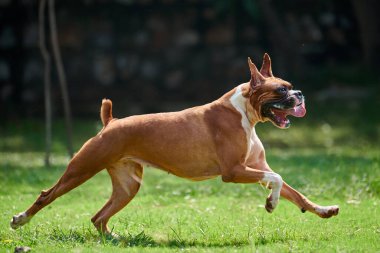 Boksör köpek koşuyor ve yeşil çimlerde zıplıyor yaz parkında yetişkin evcil hayvanıyla yürüyor komik, kısa saçlı boksör köpek cins. Boxer yetişkin köpek tam boy portre, kahverengi beyaz önlük rengi