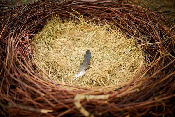Bird nest with one feather on straw, empty abandoned bird nest made of branches and straw, close up view. Empty avian cup nest of big bird with feather inside, bird migration to another continent
