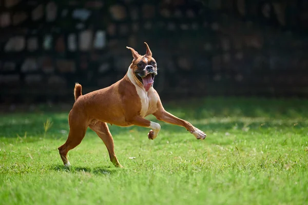 Boksör köpeği yeşil çimlerde koşar. Açık hava parkında yetişkin bir evcil hayvanla yürür. Komik, kısa saçlı boksör köpek cinsi. Boksör yetişkin köpek. Tam boy. Yüzü buruşuk, kahverengi beyaz önlük rengi.