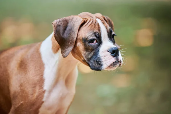 Boxer dog puppy face close up at outdoor park walking, green grass background, funny cute boxer dog face of short haired dog breed. Boxer puppy portrait, wrinkled pup brown white coat color
