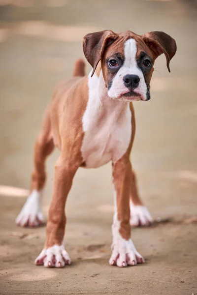 Boxer Σκυλί Κουτάβι Πλήρους Ύψους Πορτρέτο Στο Υπαίθριο Πάρκο Πόδια — Φωτογραφία Αρχείου