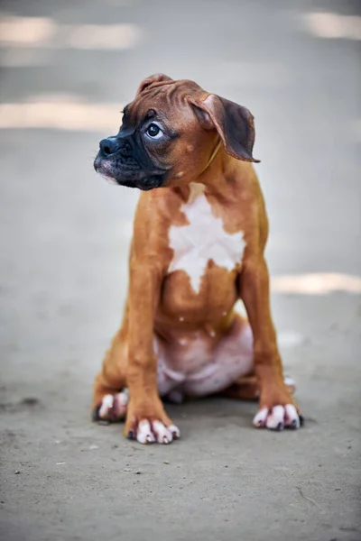 Boxer Dog Puppy Full Height Portrait Outdoor Park Walking Footpath — Stock Photo, Image