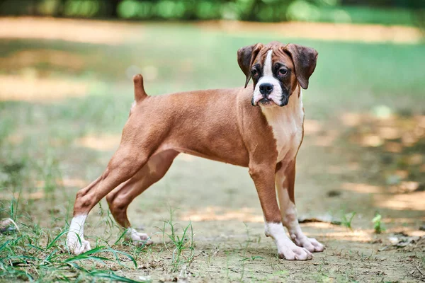 Boxer dog puppy full height side view portrait at outdoor park walking, green grass background, funny cute boxer dog face of short haired dog breed. Boxer portrait, wrinkled pup brown white coat color