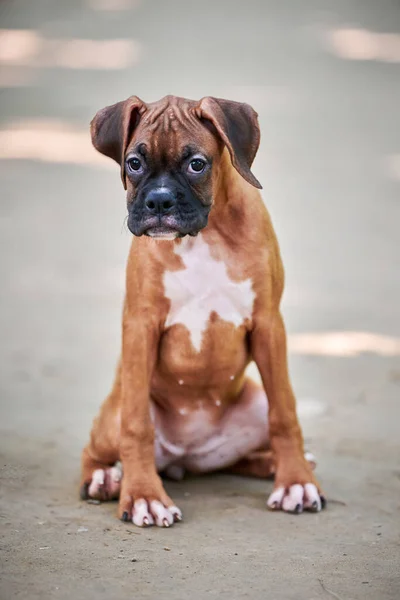 Boxer Cão Filhote Cachorro Altura Total Retrato Parque Livre Andando — Fotografia de Stock