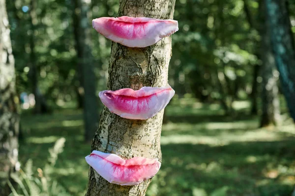 Art object of human lips on tree trunk in green forest background, trees taste feeling ecological concept, environmental protection outdoor art exhibition. Trees sense of taste, unity with nature