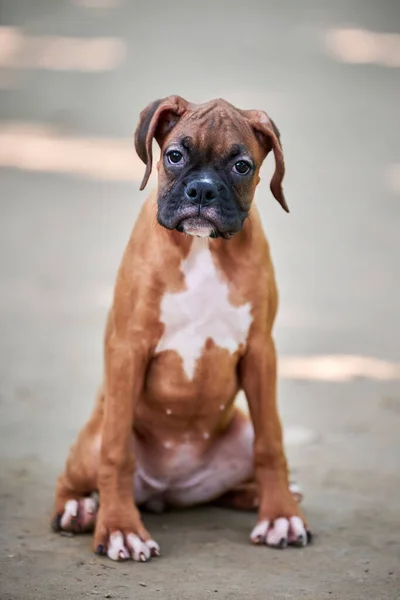 Boxer Собака Щенок Полный Рост Портрет Прогулке Открытом Парке Тропинка — стоковое фото