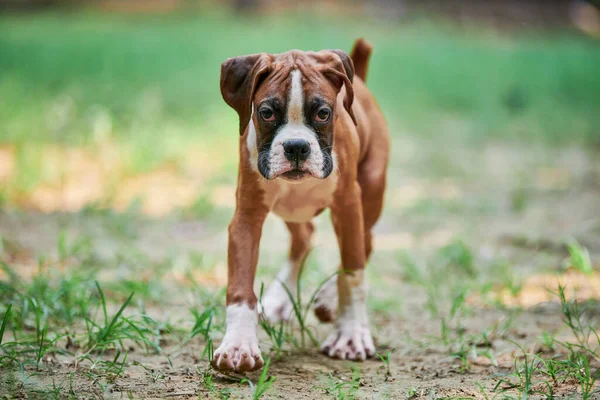 Boxer dog puppy full height portrait at outdoor park walking, green grass background, funny cute boxer dog face of short haired dog breed. Boxer puppy portrait, wrinkled pup brown white coat color