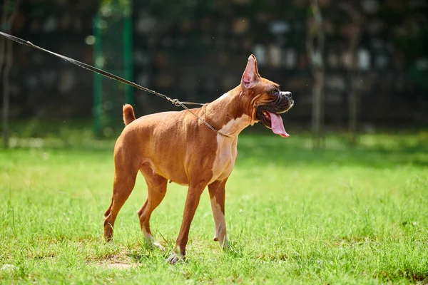 Adult boxer dog on leash walking on green grass summer lawn, funny happy boxer dog with tongue hanging out and wrinkled face side view full height portrait. Walking with boxer dog pet in public park
