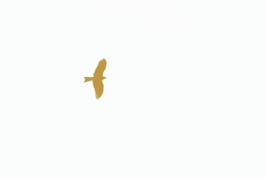 Büyük kuş Kartal gündoğumunda uçar beyaz gökyüzünde, büyük kanat açıklığı olan güzel büyük kuş günbatımında düzgünce yüzer kopya uzayı, süzülen kartal silueti büyük kuş silueti