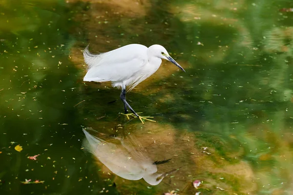 Petite Aigrette Petit Héron Oiseau Blanc Chasse Sur Lac Dans — Photo