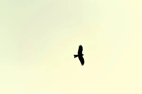 Stor Fågel Örn Flyger Gul Solnedgång Himmel Vacker Stor Fågel — Stockfoto