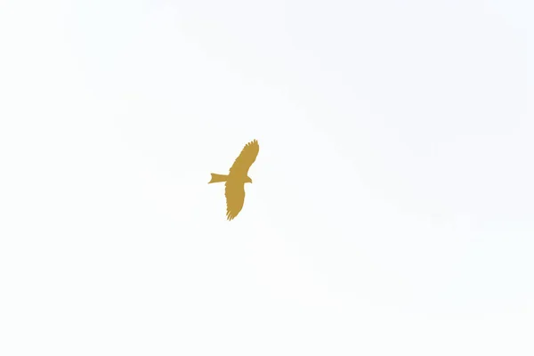 大鸟鹰在日出白色的天空中飞翔 美丽的大鸟在日落白色的天空中平稳地展翅飞翔 雄鹰在飞翔的大鸟的轮廓 — 图库照片
