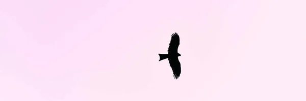 大きな鳥のワシは紫の夕日の空に飛ぶ 大きな翼のある美しい大きな鳥は 日没の空のコピースペースでスムーズに高い浮動小数点 高くそびえるイーグルのシルエット大きな鳥 — ストック写真
