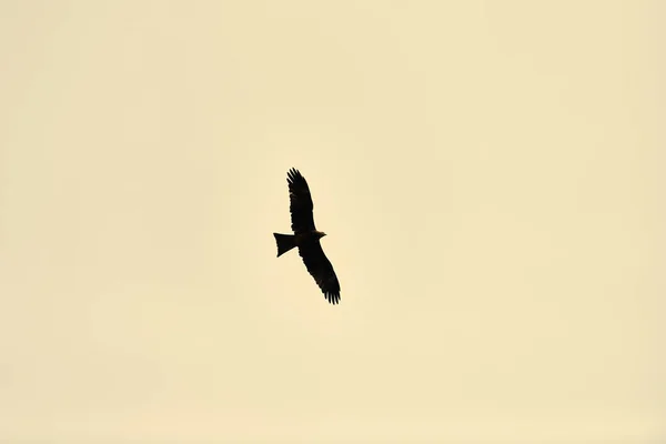 Stor Fågel Örn Flyger Gul Solnedgång Himmel Vacker Stor Fågel — Stockfoto