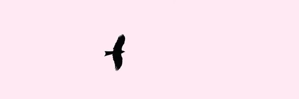Burung Besar Elang Terbang Langit Matahari Terbenam Ungu Burung Besar — Stok Foto
