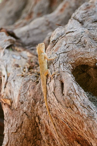 stock image Little gecko gekkonidae sitting on tree trunk in city park, funny speedy carnivorous lizard gecko merged with environment, lurking gecko lizard on park tree trunk