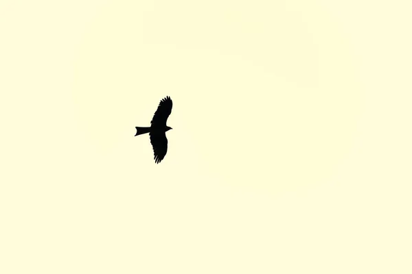 Großer Vogel Adler Fliegt Gelbem Sonnenuntergangshimmel Schöner Großer Vogel Mit — Stockfoto
