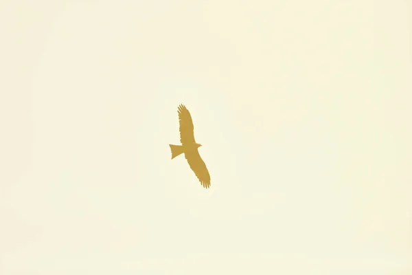 Pájaro Grande Águila Vuela Cielo Amarillo Del Atardecer Hermoso Pájaro — Foto de Stock