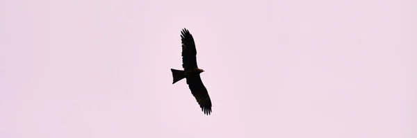 Pássaro Grande Águia Voa Céu Púrpura Por Sol Pássaro Grande — Fotografia de Stock