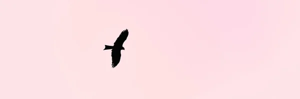 大鹰在紫色落日的天空中飞翔 美丽的大鸟在落日的天空中平稳地展翅飞翔 雄鹰在飞翔的大鸟的轮廓 — 图库照片