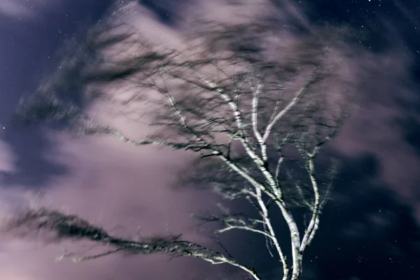 Verschwommene Defokussierte Beweglichen Baum Auf Dem Nachthimmel Hintergrund Mit Sternen — Stockfoto