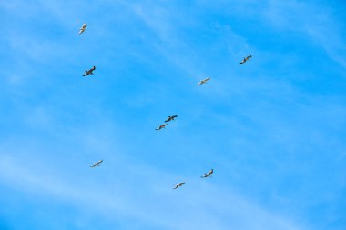 Parlak mavi yaz gökyüzünde uçan görkemli büyük Baltık martıları, birleşmeyi ve senkronize hareketi yansıtan büyük siyah deniz kuşları kolektif gücü sembolize eder.