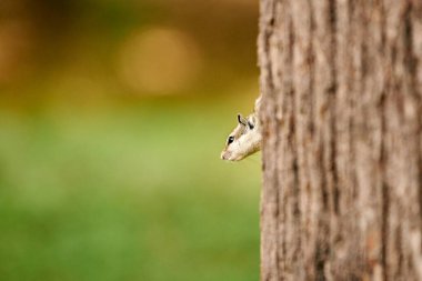 Cute little chipmunk peeking out from behind tree trunk, green park copy space, fluffy tailed tiny park dweller captures playful woodland antics, curiosity and innocence of woodland creatures clipart