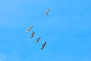 Parlak mavi yaz gökyüzünde uçan görkemli büyük Baltık martıları, birleşmeyi ve senkronize hareketi yansıtan büyük siyah deniz kuşları kolektif gücü sembolize eder.