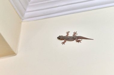 Küçük çevik kertenkele evin içinde duvarda sürünüyor, sevimli kertenkelenin narin ayakları dikey yüzeyde geziniyor olağanüstü çevikliğiyle, ev ortamında sürüngen bir misafirin büyüleyici manzarası