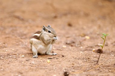 Küçük şirin sincap, yeşil parkta oturmuş mısır çekirdeğini yiyor ve etrafa bakıyor. Küçük patileriyle doğal cazibe ve masumiyetin vücut bulmuş minik park sakini.