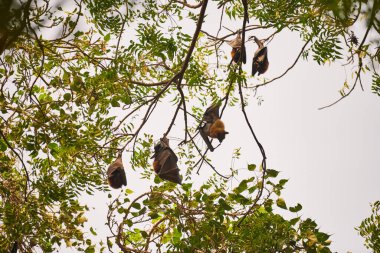 Kanatlarıyla kaplanmış gizemli yarasalar gün ışığında parkın yeşil dallarına çömelmiş bir şekilde sıradan bir olaya beklenmedik bir gizem katıyor.