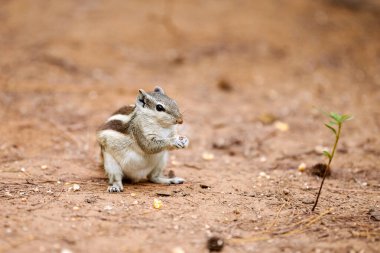 Cute little chipmunk sitting on ground and eats kernel of corn in green park and looking around, fluffy tailed tiny park dweller with small paws embodiment of natural charm and innocence clipart