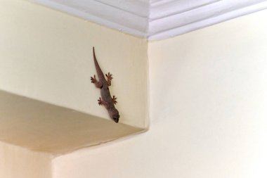 Küçük çevik kertenkele evin içinde duvarda sürünüyor, sevimli kertenkelenin narin ayakları dikey yüzeyde geziniyor olağanüstü çevikliğiyle, ev ortamında sürüngen bir misafirin büyüleyici manzarası