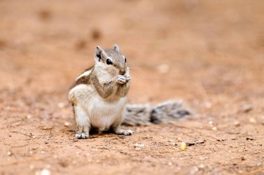 Cute little chipmunk sitting on ground and eats kernel of corn in green park and looking around, fluffy tailed tiny park dweller with small paws embodiment of natural charm and innocence clipart
