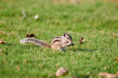 Charming little chipmunk sitting on green grass lawn and eats nuts, fluffy tailed tiny park dweller with small paws symbolizes simple joys and abundance of wild nature clipart