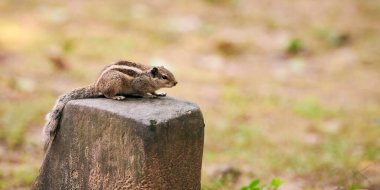 Cute little chipmunk sitting on rock in green park and looking around, fluffy tailed tiny park dweller embodiment of natural charm and innocence, little woodland animal with playful curiosity clipart