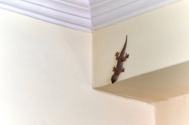 Küçük çevik kertenkele evin içinde duvarda sürünüyor, sevimli kertenkelenin narin ayakları dikey yüzeyde geziniyor olağanüstü çevikliğiyle, ev ortamında sürüngen bir misafirin büyüleyici manzarası