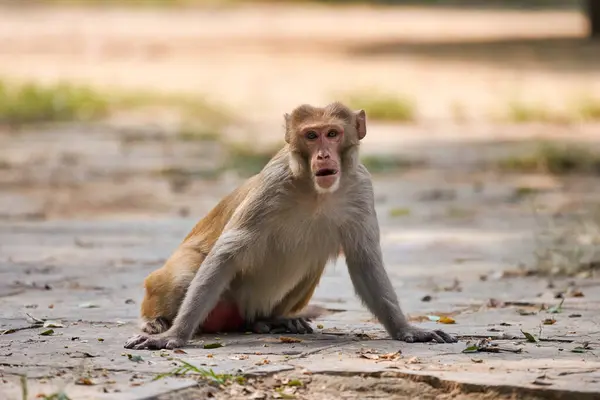 stock image Cute little monkey sits on ground in public park in India against green plants backdrop and gazed curiously at camera, symbolizing harmonious coexistence of wildlife and humanity
