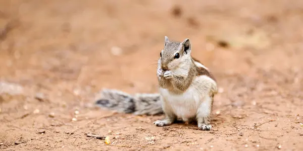 stock image Cute little chipmunk sitting on ground and eats kernel of corn in green park and looking around, fluffy tailed tiny park dweller with small paws embodiment of natural charm and innocence