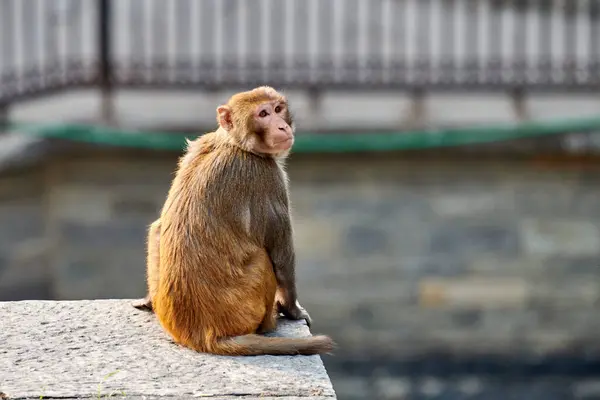 stock image Cute little monkey sits on stone in public park of Nepal against cityscape backdrop and gazed curiously around, symbolizing harmonious coexistence of wildlife and humanity, copy space