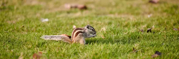 stock image Charming little chipmunk sitting on green grass lawn and eats nuts, fluffy tailed tiny park dweller with small paws symbolizes simple joys and abundance of wild nature