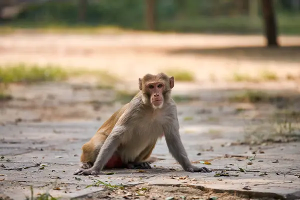 stock image Cute little monkey sits on ground in public park in India against green plants backdrop and gazed curiously at camera, symbolizing harmonious coexistence of wildlife and humanity