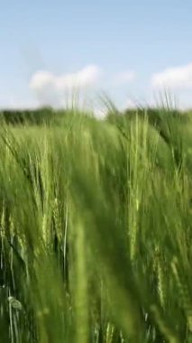 Yumuşak odaklı yemyeşil buğday tarlasının huzurlu manzarası, yumuşak bulutlu parlak mavi gökyüzüne karşı kurulmuş, sükuneti ve doğanın sonsuz güzelliğini sembolize ediyor.