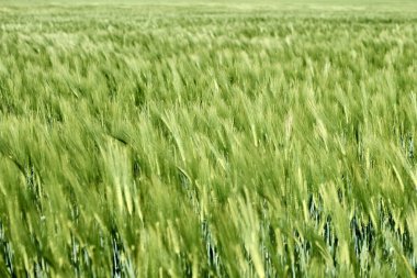 Canlı yeşil buğday tarlaları, bulutlarla dolu parlak gökyüzü çizgisi boyunca uzanıyor. Sonsuz olasılıkları ve özgürlüğü yansıtıyor.