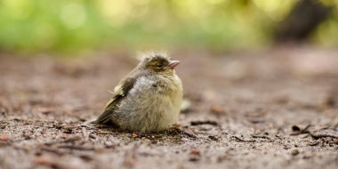 Yumuşak tüylü genç kuş orman zemininde huzur içinde oturur, sıcak güneş ışığıyla yıkanır. Huzurlu doğal ortam, doğal ortamında sükuneti ve masumiyeti ön plana çıkarıyor.