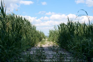 Baltık Denizi 'ne uzanan dar tahta kaldırım. Gün ışığında sakin doğal sulak alandaki gür yeşil çimenlerin arasından süzülüyor. Huzurlu manzarayla uyum içinde harmanlıyor ve huzur dolu bir yolculuğa davet ediyor.